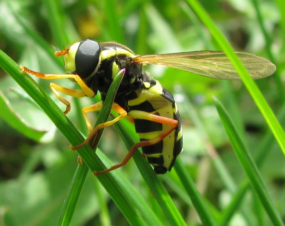 Syrphidae da identificare